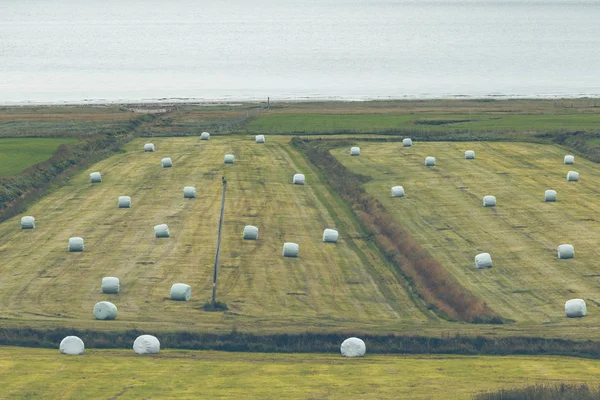 White Hay Rolls on a Green Field of Iceland