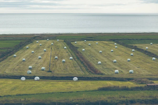白色的干草卷在冰岛的绿色的田野上 — 图库照片