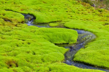 İzlanda küçük nehir akışı yeşil yosun ile