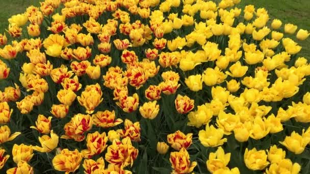 Τουρίστες απολαμβάνουν την επίσκεψή τους στο πάρκο λουλουδιών Keukenhof — Αρχείο Βίντεο