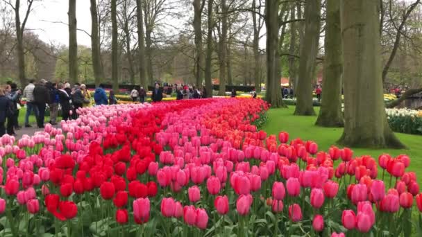 Turyści cieszyć się ich wizyty w parku kwiat ogród Keukenhof — Wideo stockowe