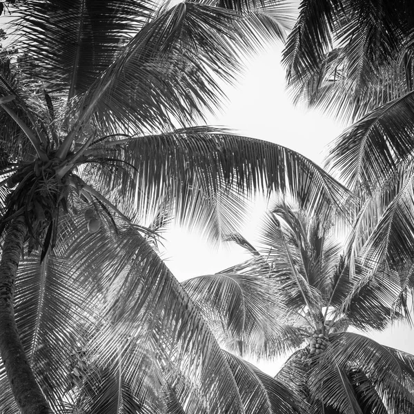 Hoge palmen op een tropisch strand — Stockfoto