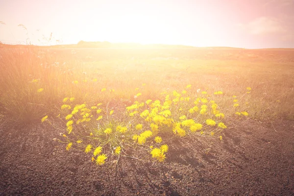 Heldere paardebloemen in een landschap van IJsland — Stockfoto