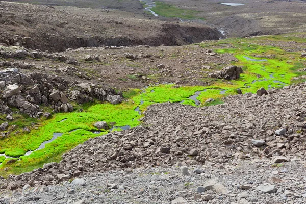 绿色的青苔冰岛小河小溪 — 图库照片