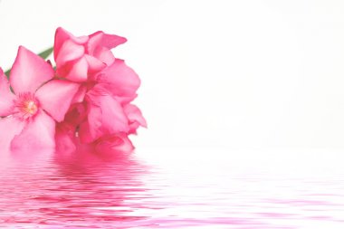 Картина, постер, плакат, фотообои "розовые цветы олеандра цветы", артикул 166007808