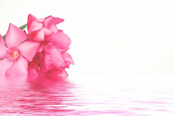 Rózsaszín virágok Oleander — Stock Fotó
