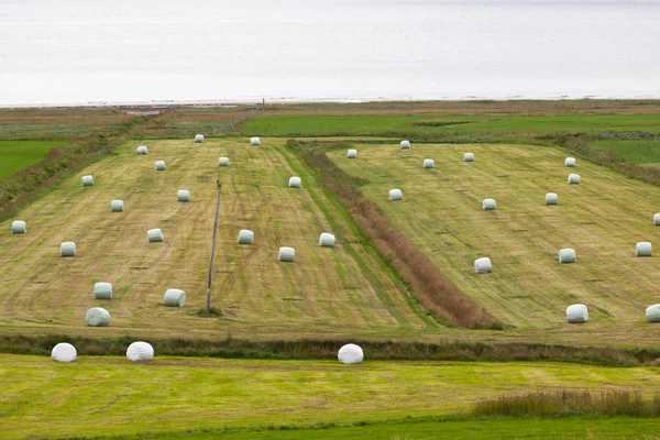 White Hay Rolls on a Green Field — Stock Photo, Image