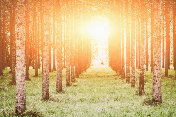 Üst üste ormandaki ağaçlar dikildi