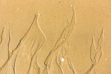 Deniz kum alt Üstten Görünüm