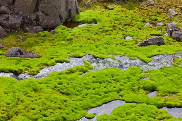 İzlanda küçük nehir akışı yeşil yosun ile