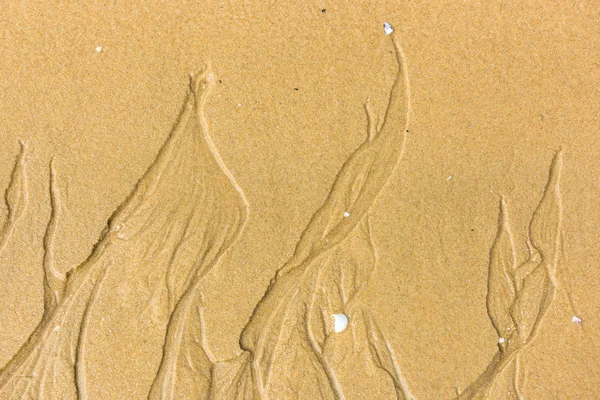 Deniz kum alt Üstten Görünüm