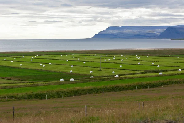 Le foin blanc roule sur un champ vert d'Islande — Photo
