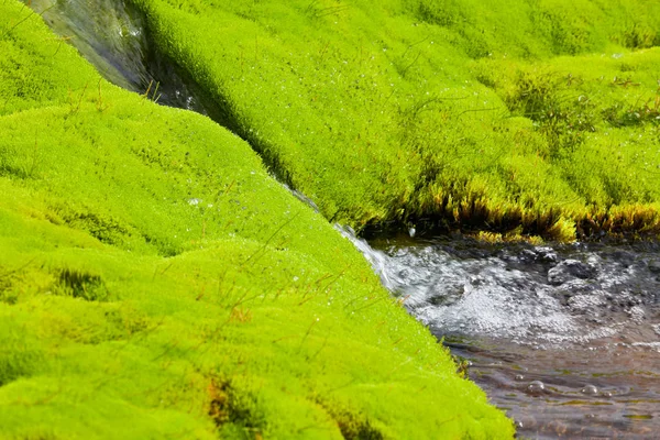 Islandia Pequeño arroyo del río con musgo verde — Foto de Stock