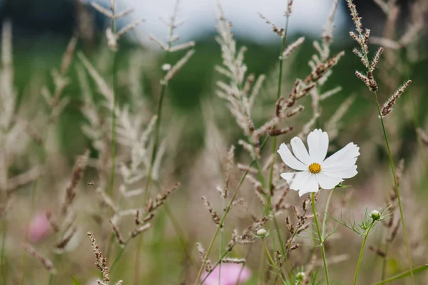 Wilde bloemen op een weide — Stockfoto