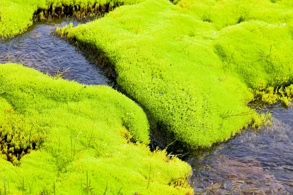 Islandia Pequeño arroyo del río con musgo verde —  Fotos de Stock