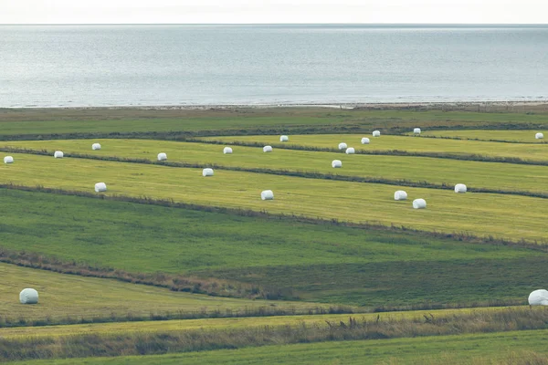 Weißes Heu rollt auf einem grünen Feld von Island — Stockfoto