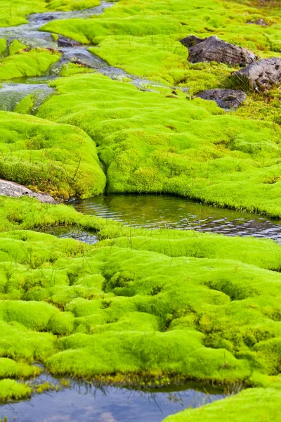 Iceland Small River Stream with green moss — Stock Photo, Image