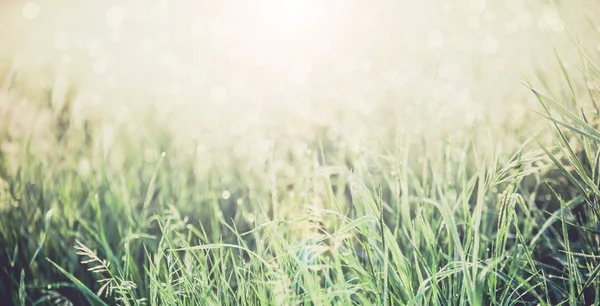 Groen gras met regendruppels Macro Bokeh — Stockfoto