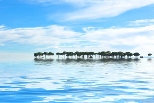 Bäume reihen sich mit klaren Wasserspiegelungen — Stockfoto