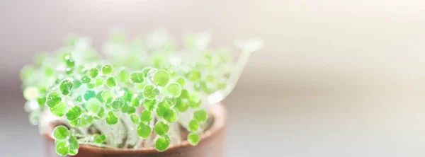 Water druppels op groene spruiten — Stockfoto