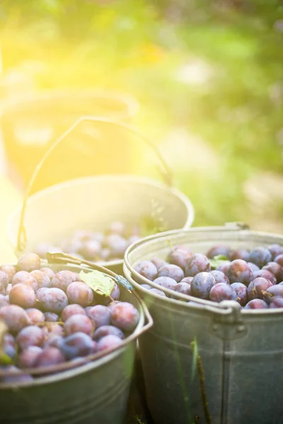 Three buckets of plums in a garden — 스톡 사진