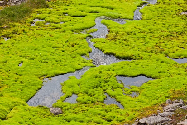 Islande Petit ruisseau de rivière avec mousse verte — Photo