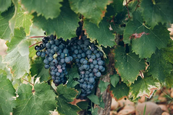 Uvas maduras en una rama — Foto de Stock