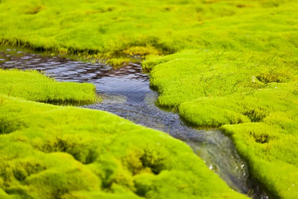 Island Small River ström med grön mossa — Stockfoto