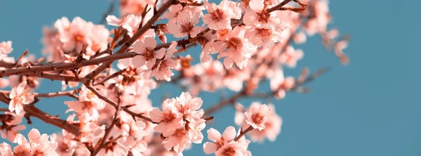 Różowe kwiaty kwitnący brzoskwini drzewo na wiosnę — Zdjęcie stockowe