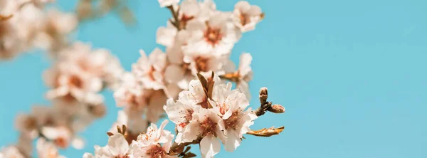 Flores cor-de-rosa florescendo árvore de pêssego na primavera — Fotografia de Stock