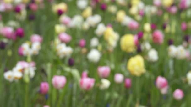 Keukenhof içinde parlak flowerbed — Stok video