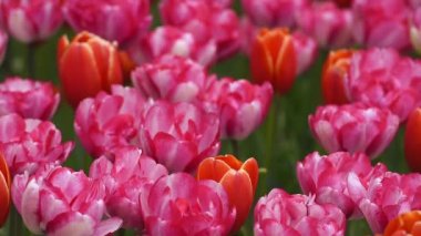 keukenhof içinde parlak flowerbed