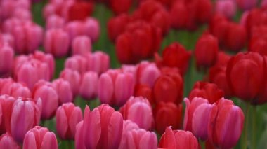 keukenhof içinde parlak flowerbed