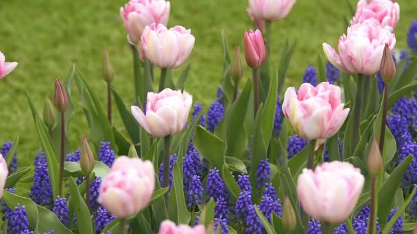 Canteiro de flores brilhante em Keukenhof — Vídeo de Stock