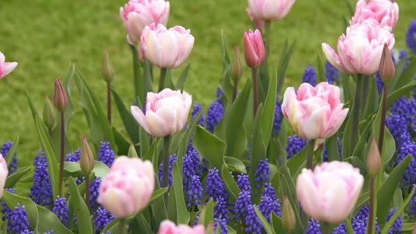 Ljusa blomsterrabatt i keukenhof — Stockvideo