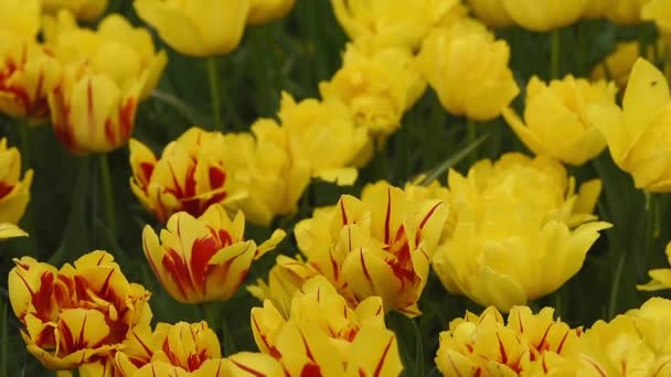 Parterre lumineux à Keukenhof 
