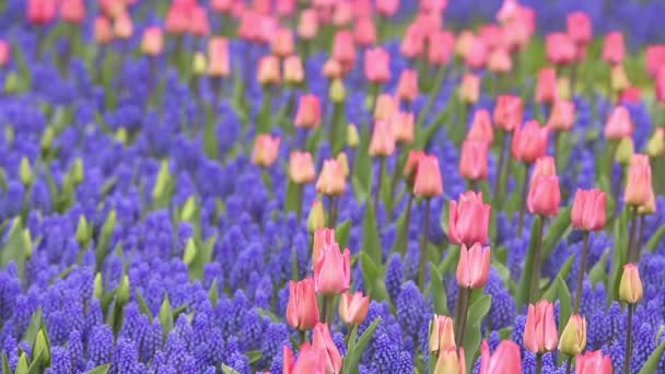 Ljusa blomsterrabatt i keukenhof — Stockvideo