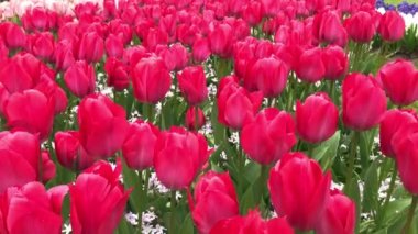 Parlak Lale flowerbed Keukenhof içinde