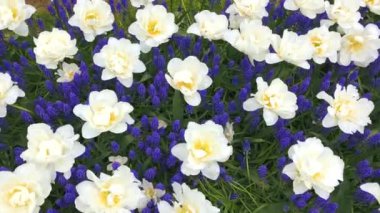 Parlak Lale flowerbed Keukenhof içinde