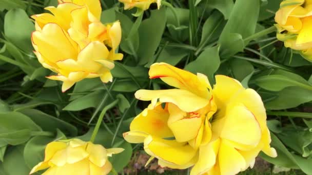Яркая клумба из тюльпанов в Кеукенхофе — стоковое видео