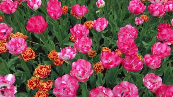 Světlé tulipány záhonu v Keukenhofu — Stock video