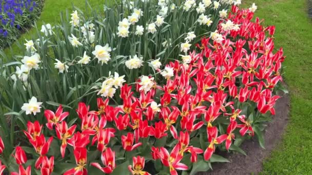 Tulipas brilhantes canteiro de flores em Keukenhof — Vídeo de Stock