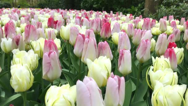 Яскраві тюльпани клумбі в Кекенхоф — стокове відео