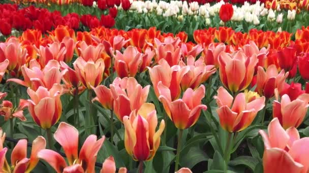 A Keukenhof világos tulipán virágágyásba — Stock videók