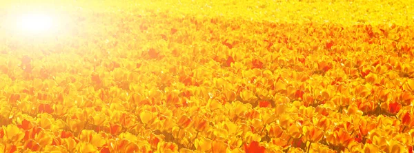 Veelkleurige tulp veld — Stockfoto