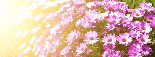 Lecho de flores brillante. Banner ancho largo con efecto solar — Foto de Stock