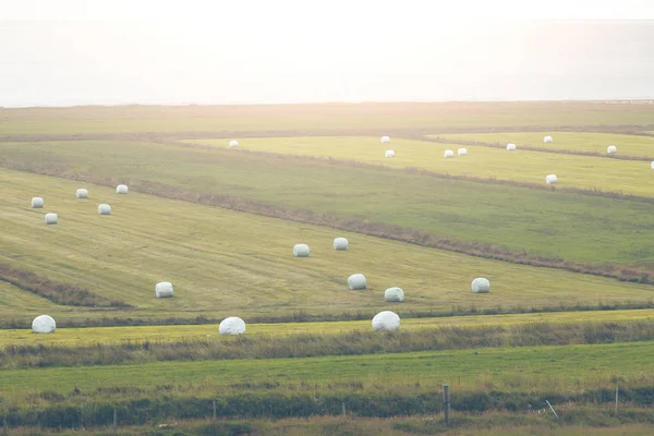 Weißes Heu rollt auf einem grünen Feld von Island — Stockfoto