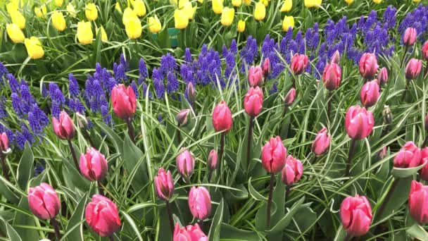 キューケンホフで明るいチューリップ花壇 — ストック動画