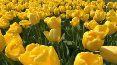 Parlak Lale flowerbed Keukenhof içinde