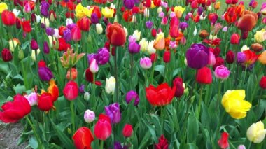 Parlak Lale flowerbed Keukenhof içinde